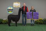 alpaca for sale