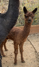 alpaca for sale