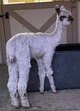 alpaca for sale