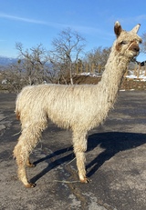 alpaca for sale