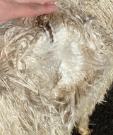 alpaca for sale