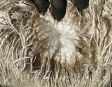 alpaca for sale