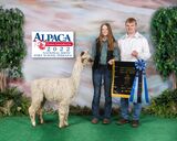 alpaca for sale