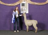 alpaca for sale