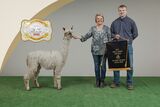 alpaca for sale