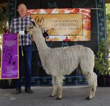 alpaca for sale