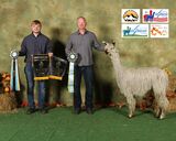 alpaca for sale