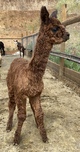 alpaca for sale
