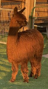 alpaca for sale