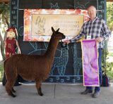 alpaca for sale