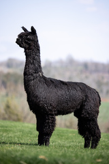 alpaca for sale