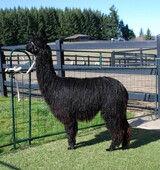 alpaca for sale