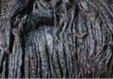 alpaca for sale