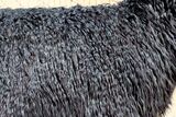 alpaca for sale