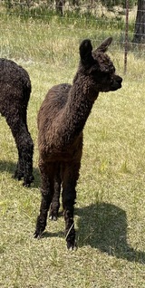 alpaca for sale