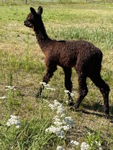alpaca for sale