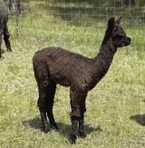 alpaca for sale