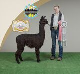 alpaca for sale