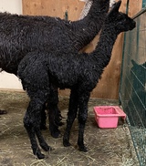 alpaca for sale
