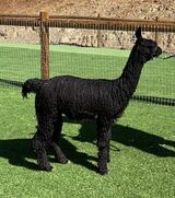 alpaca for sale