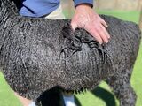 alpaca for sale