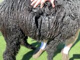 alpaca for sale