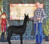 alpaca for sale