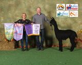alpaca for sale