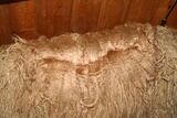 alpaca for sale