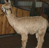 alpaca for sale