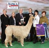 alpaca for sale