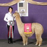 alpaca for sale