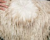 alpaca for sale