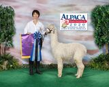 alpaca for sale