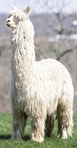 alpaca for sale