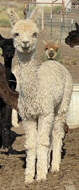alpaca for sale