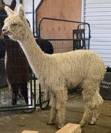 alpaca for sale