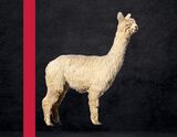 alpaca for sale