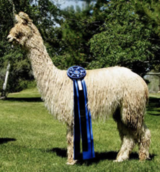 alpaca for sale