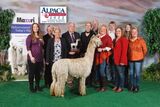 alpaca for sale