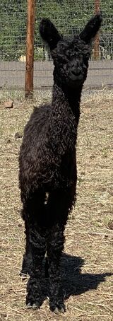 alpaca for sale