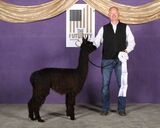 alpaca for sale