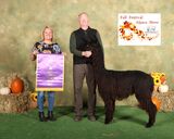 alpaca for sale