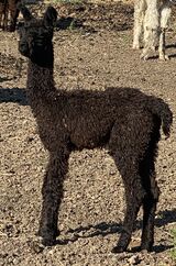 alpaca for sale