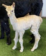 alpaca for sale