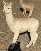 alpaca for sale