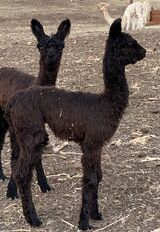 alpaca for sale