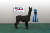 alpaca for sale