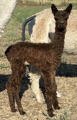 alpaca for sale