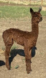 alpaca for sale